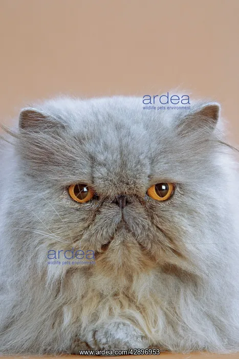  : Cat - Persian Blue