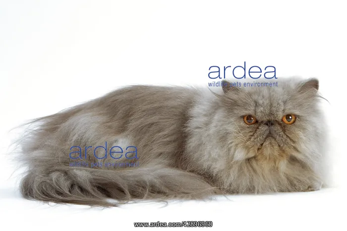  : Cat - Persian Blue