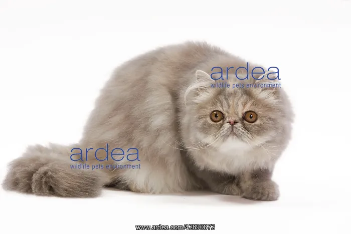 : Cat - Persian blue & creme blotched tabby - 6 month : Cat - Persian blue & creme blotched tabby - 6 month