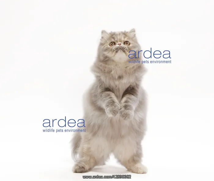 : Cat - Persian blue & creme blotched tabby - 6 month : Cat - Persian blue & creme blotched tabby - 6 month