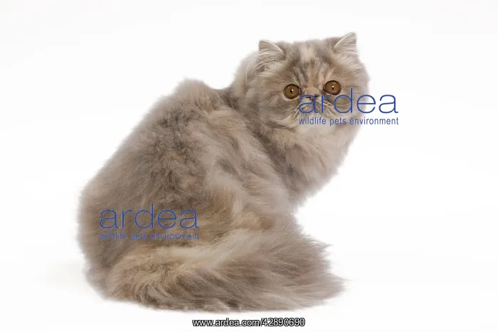 : Cat - Persian blue & creme blotched tabby - 6 month : Cat - Persian blue & creme blotched tabby - 6 month