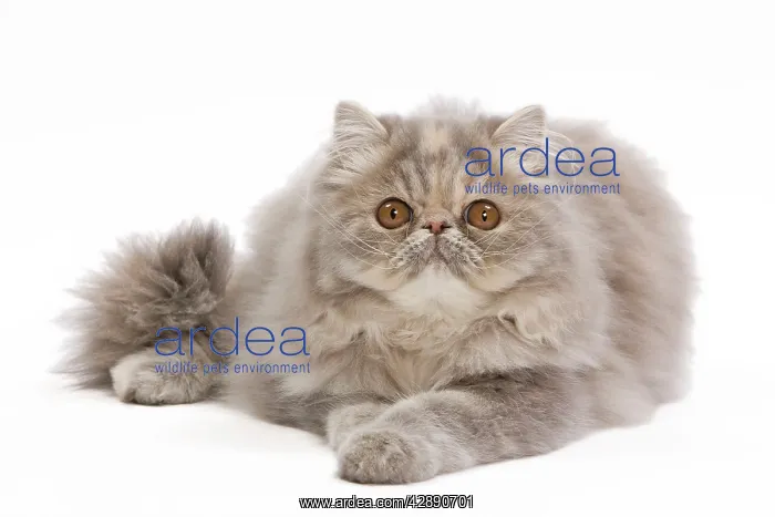 : Cat - Persian blue & creme blotched tabby - 6 month : Cat - Persian blue & creme blotched tabby - 6 month