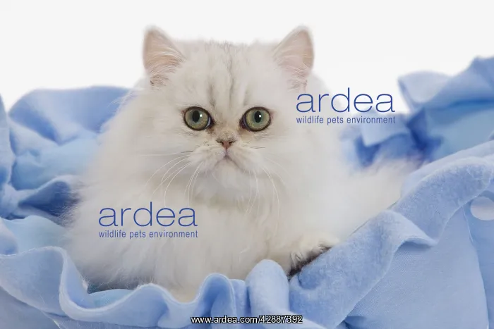  : Cat - Persian on blue fabric in studio