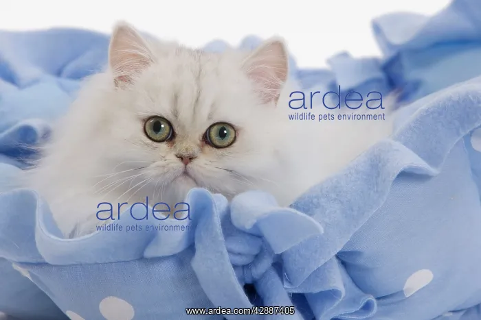 : Cat - Persian on blue fabric in studio