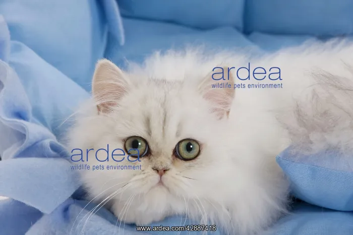  : Cat - Persian on blue fabric in studio