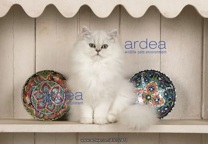  : Cat Persian cat black tipped white on dresser
