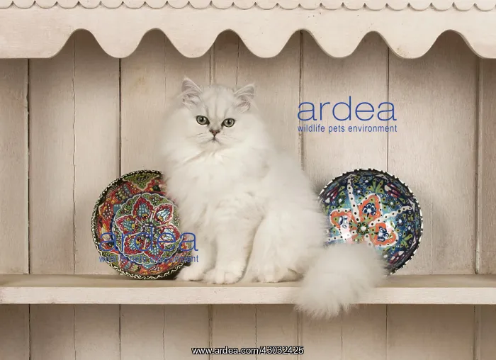  : Cat Persian cat black tipped white on dresser