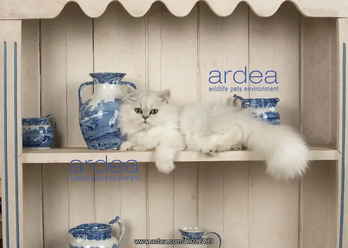 : Cat Persian cat black tipped white on dresser with jugs etc : Cat Persian cat black tipped white on dresser with jugs etc