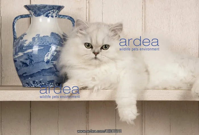 : Cat Persian cat black tipped white on dresser with jugs etc : Cat Persian cat black tipped white on dresser with jugs etc
