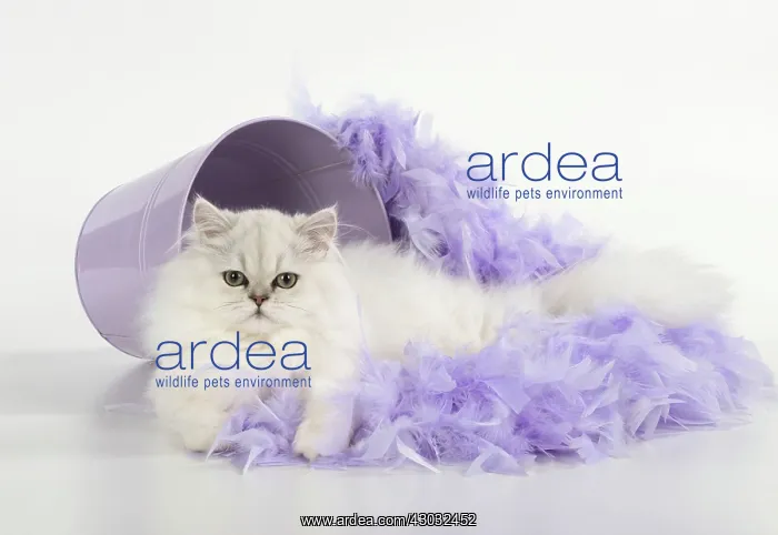  : Cat Persian cat black tipped white feather boa