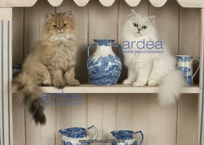 : Cat Persian cat black tipped white and golden on dresser with jugs : Cat Persian cat black tipped white and golden on dresser with jugs