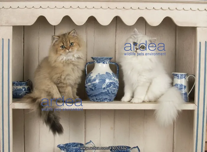 : Cat Persian cat black tipped white and golden on dresser with jugs : Cat Persian cat black tipped white and golden on dresser with jugs