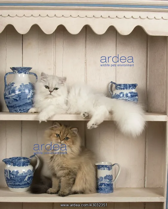 : Cat Persian cat black tipped white and golden on dresser with jugs : Cat Persian cat black tipped white and golden on dresser with jugs