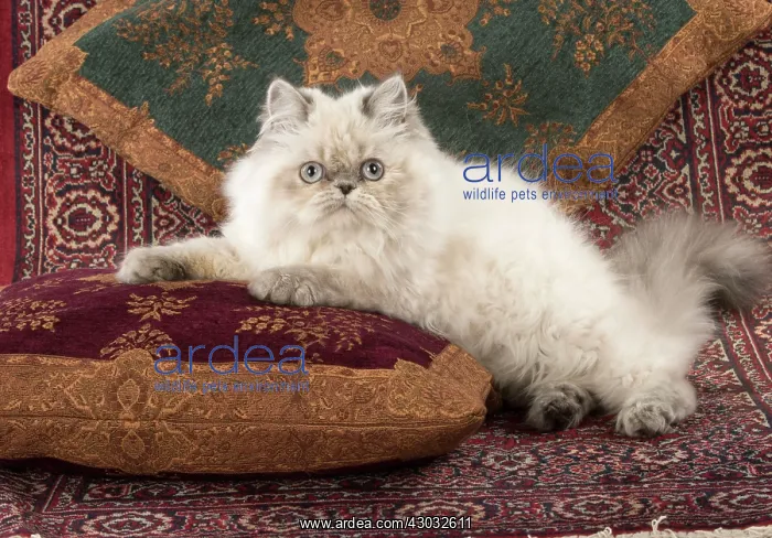  : CAT Persian cat blue cream point