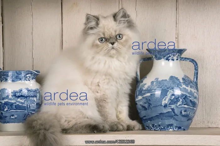 : Cat Persian cat blue cream point on a dresser with jugs etc : Cat Persian cat blue cream point on a dresser with jugs etc