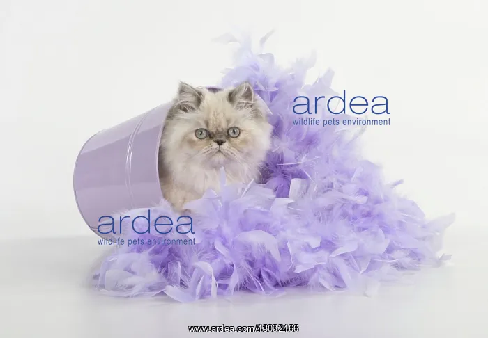  : CAT Persian cat blue cream point feather boa
