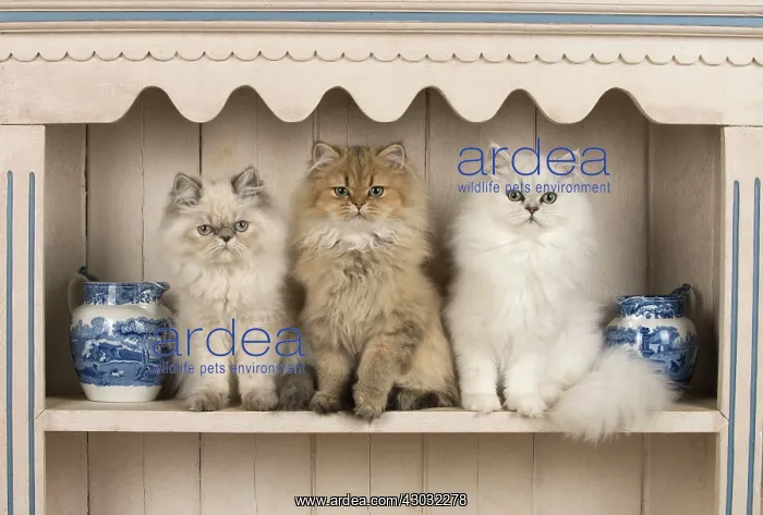 : Cat Persian cat blue cream point golden black tipped white on a dresser with jugs : Cat Persian cat blue cream point golden black tipped white on a dresser with jugs