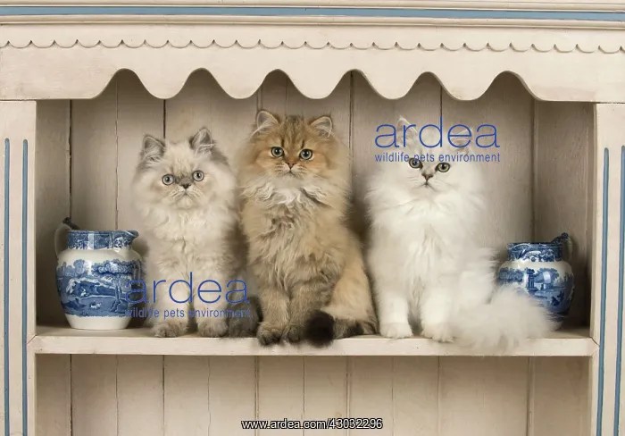 : Cat Persian cat blue cream point golden black tipped white on a dresser with jugs : Cat Persian cat blue cream point golden black tipped white on a dresser with jugs