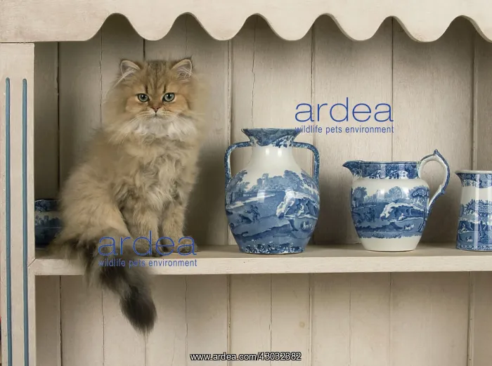  : CAT Persian cat golden on dresser with jugs