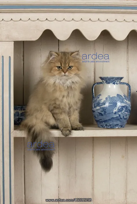  : CAT Persian cat golden on dresser with jugs