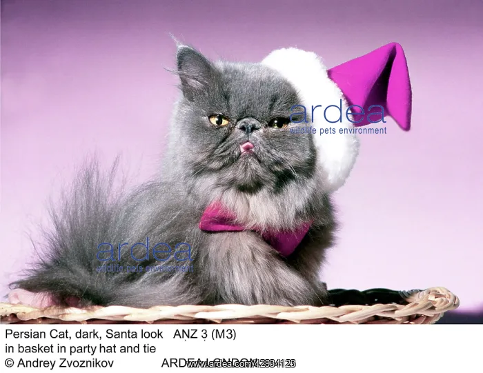  : CAT - Persian cat in hat and tie