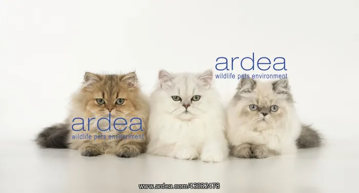 : Cat Persian cats black tipped white golden blue cream point : Cat Persian cats black tipped white golden blue cream point