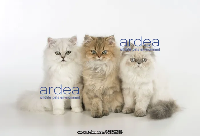 : Cat Persian cats black tipped white golden blue cream point : Cat Persian cats black tipped white golden blue cream point