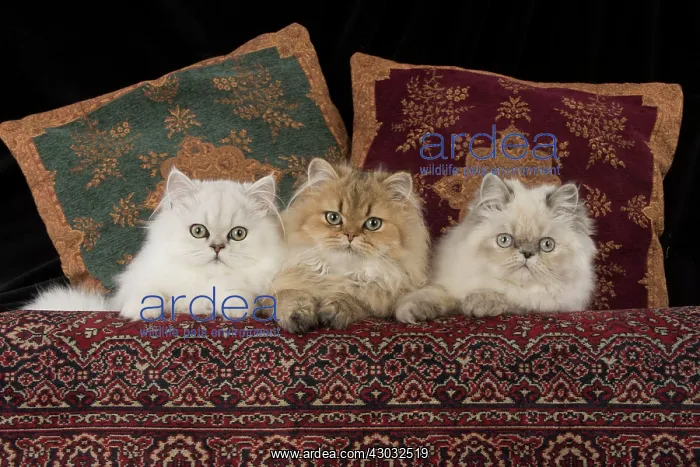 : Cat Persian cats black tipped white golden blue cream point : Cat Persian cats black tipped white golden blue cream point