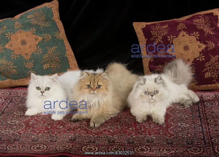 : Cat Persian cats black tipped white golden blue cream point : Cat Persian cats black tipped white golden blue cream point