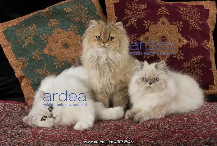 : Cat Persian cats black tipped white golden blue cream point : Cat Persian cats black tipped white golden blue cream point