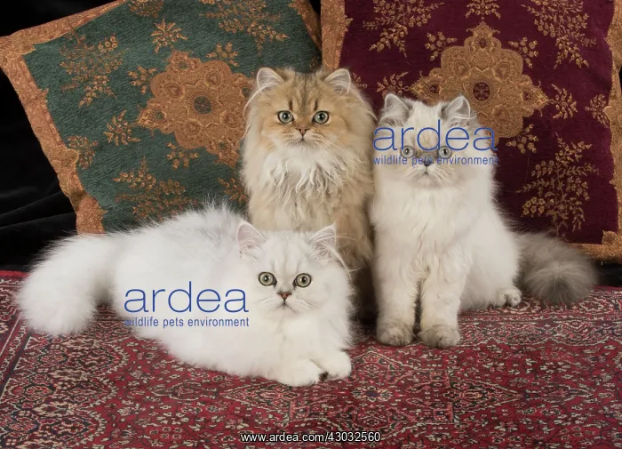 : Cat Persian cats black tipped white golden blue cream point : Cat Persian cats black tipped white golden blue cream point