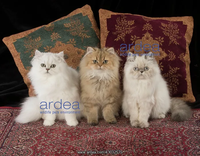 : Cat Persian cats black tipped white golden blue cream point : Cat Persian cats black tipped white golden blue cream point