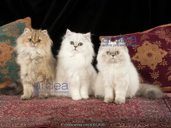 : Cat Persian cats black tipped white golden blue cream point : Cat Persian cats black tipped white golden blue cream point