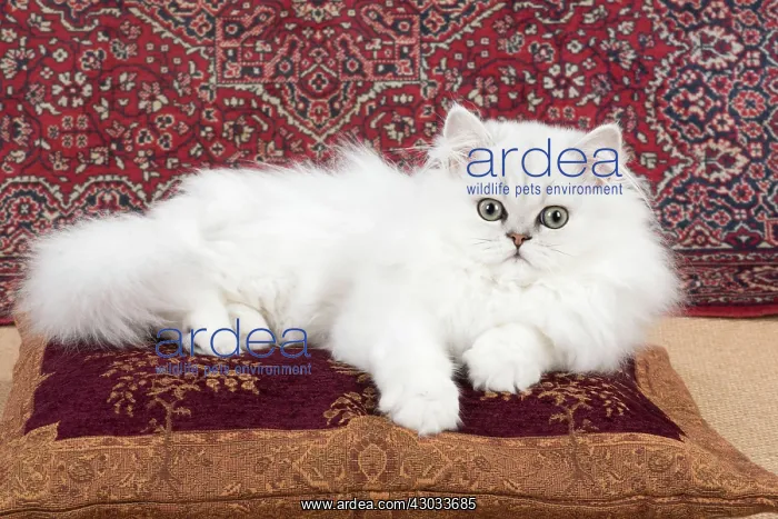 : Cat Persian Chinchilla 14 week old kitten black tipped white : Cat Persian Chinchilla 14 week old kitten black tipped white