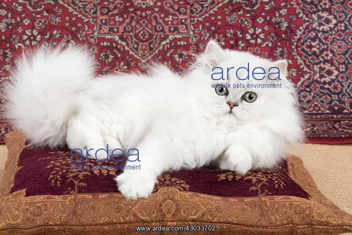 : Cat Persian Chinchilla 14 week old kitten black tipped white : Cat Persian Chinchilla 14 week old kitten black tipped white