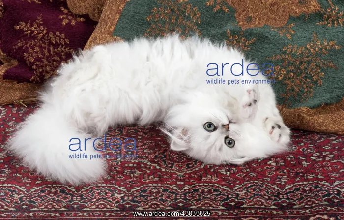 : Cat Persian Chinchilla 14 week old kitten black tipped white : Cat Persian Chinchilla 14 week old kitten black tipped white
