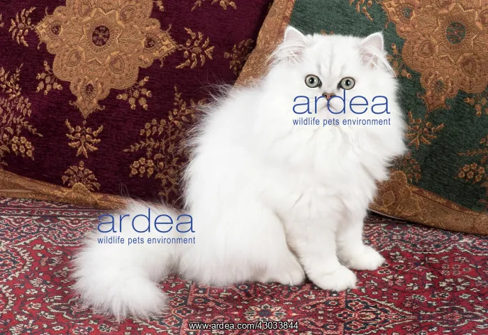 : Cat Persian Chinchilla 14 week old kitten black tipped white : Cat Persian Chinchilla 14 week old kitten black tipped white