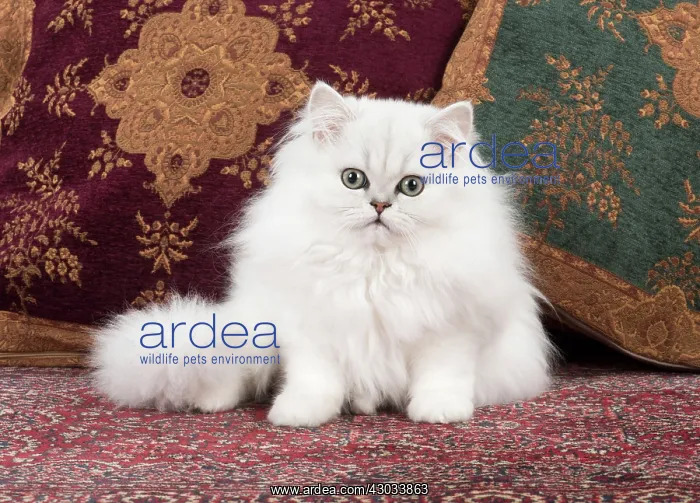 : Cat Persian Chinchilla 14 week old kitten black tipped white : Cat Persian Chinchilla 14 week old kitten black tipped white