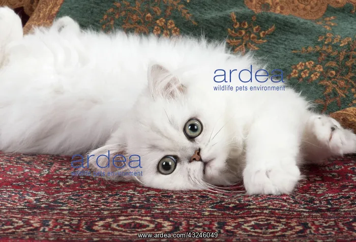 : Cat Persian Chinchilla 14 week old kitten black tipped white : Cat Persian Chinchilla 14 week old kitten black tipped white