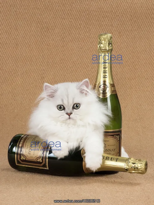 : Cat Persian Chinchilla 14 week old kitten black tipped white with Champagne bottles : Cat Persian Chinchilla 14 week old kitten black tipped white with Champagne bottles
