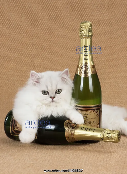 : Cat Persian Chinchilla 14 week old kitten black tipped white with Champagne bottles : Cat Persian Chinchilla 14 week old kitten black tipped white with Champagne bottles