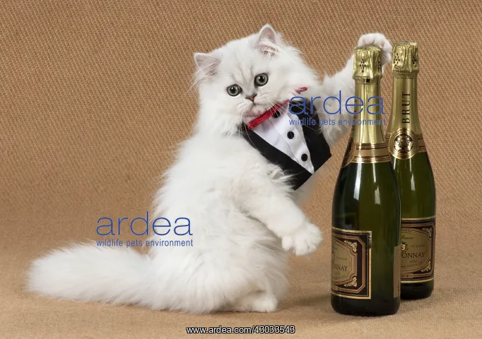  : Cat Persian Chinchilla 14 week old kitten black tipped white wearing tuxedo