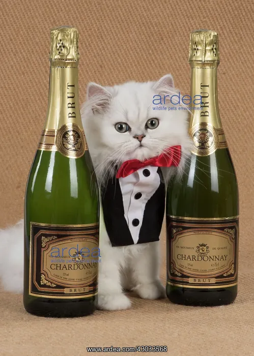  : Cat Persian Chinchilla 14 week old kitten black tipped white wearing tuxedo
