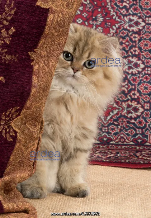 : Cat Persian Chinchilla 14 week old kitten Golden : Cat Persian Chinchilla 14 week old kitten Golden