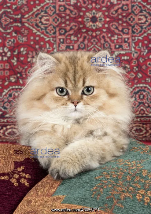  : Cat Persian Chinchilla 14 week old kitten Golden