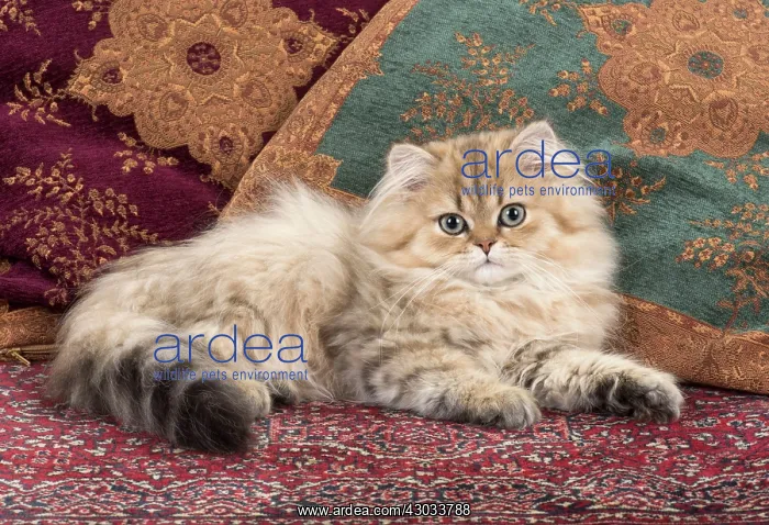 : Cat Persian Chinchilla 14 week old kitten Golden : Cat Persian Chinchilla 14 week old kitten Golden