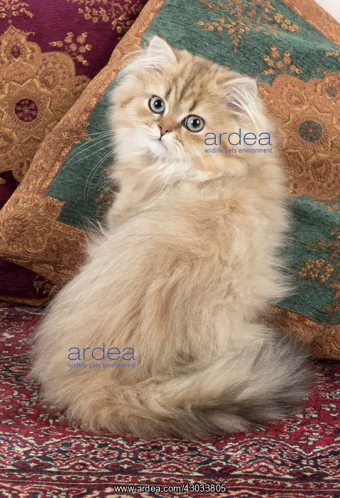 : Cat Persian Chinchilla 14 week old kitten Golden : Cat Persian Chinchilla 14 week old kitten Golden