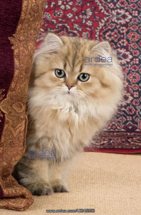 : Cat Persian Chinchilla 14 week old kitten Golden : Cat Persian Chinchilla 14 week old kitten Golden
