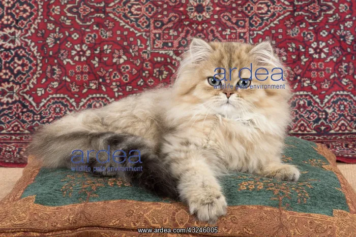: Cat Persian Chinchilla 14 week old kitten Golden : Cat Persian Chinchilla 14 week old kitten Golden