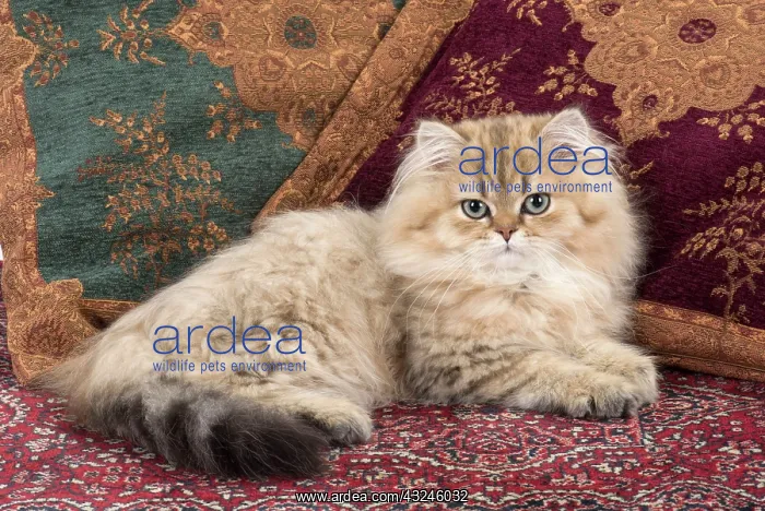  : Cat Persian Chinchilla 14 week old kitten Golden